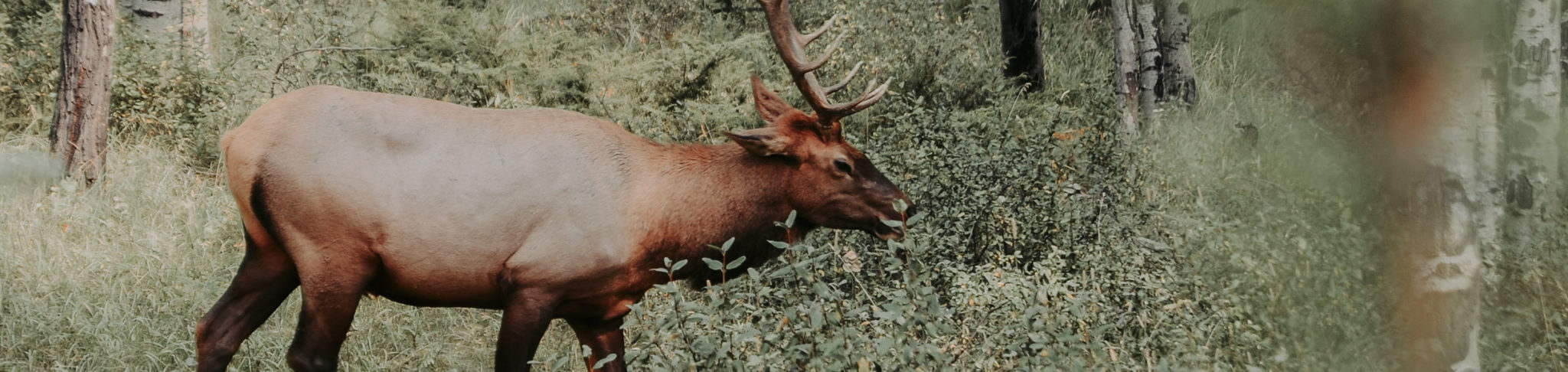 elk