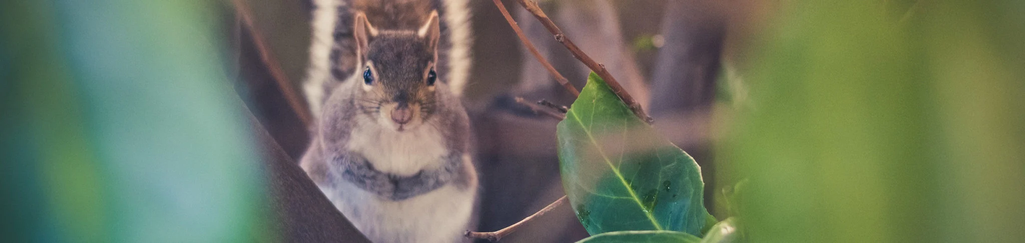 Closeup of a small game hunting rifle with a squirrel in the background