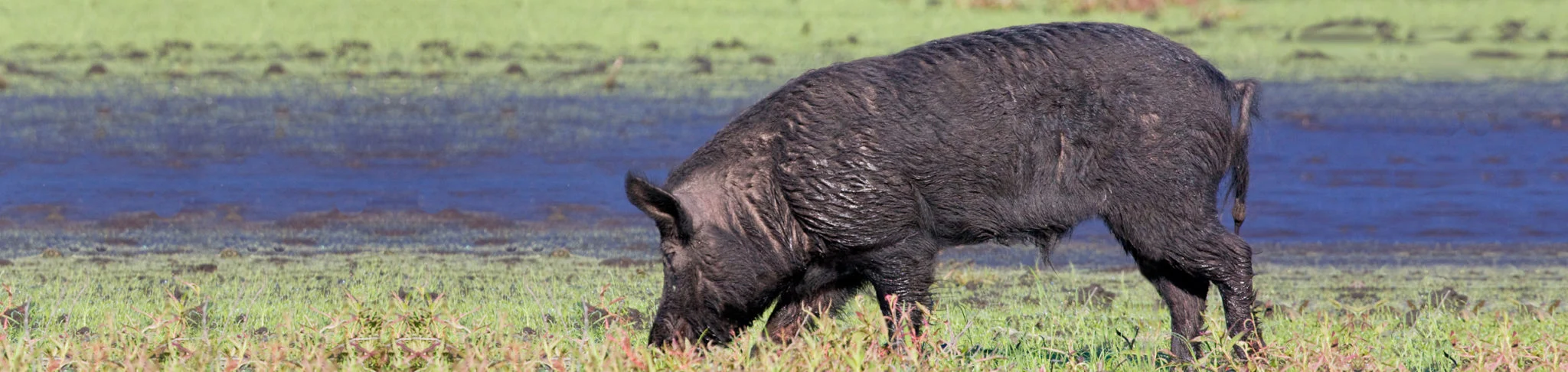 Wild boar grazing in grassy field near body of water