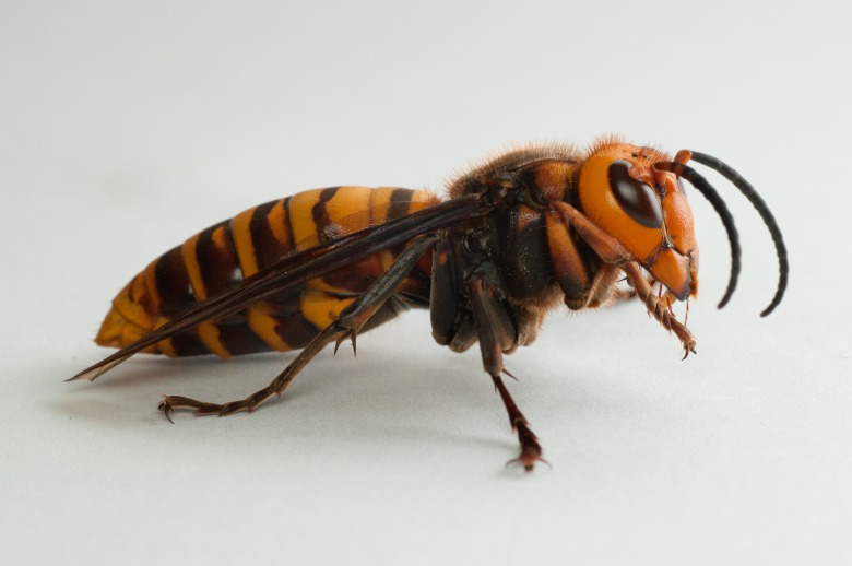 Giant Asian Hornet