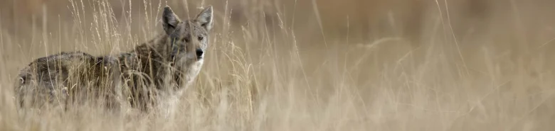 Coyote in tall grass, for predator control and wildlife management