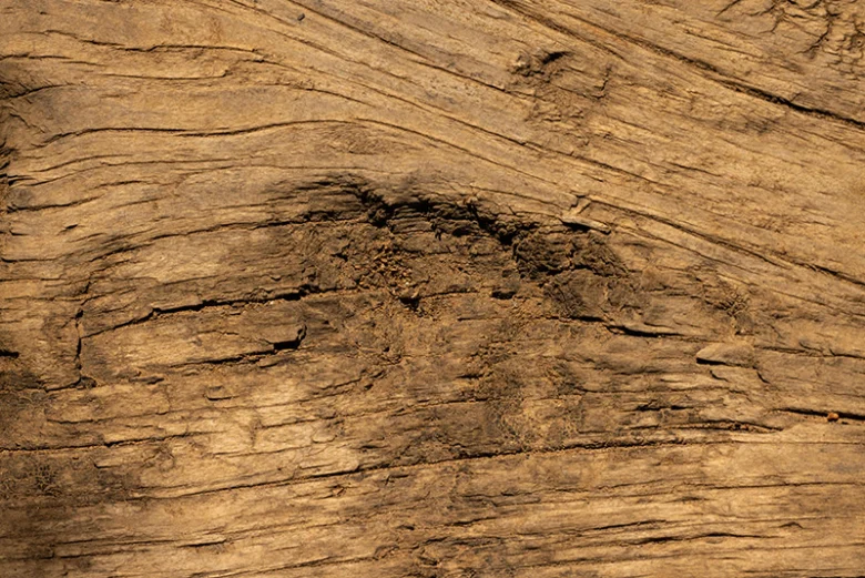 Close-up of weathered wood showing prominent grain and a dark knot in the center.
