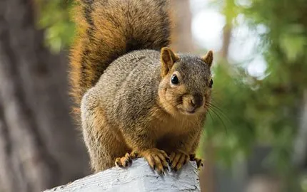 Squirrel